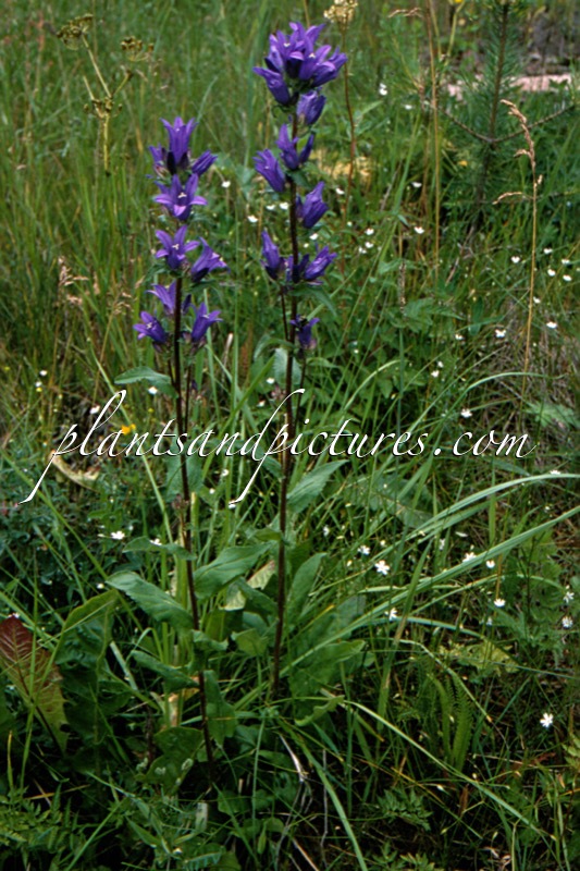 Campanula glomerata