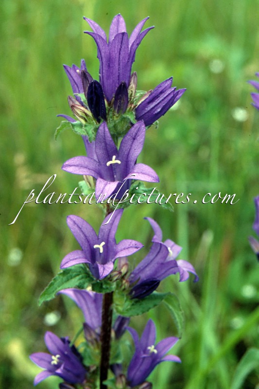 Campanula glomerata