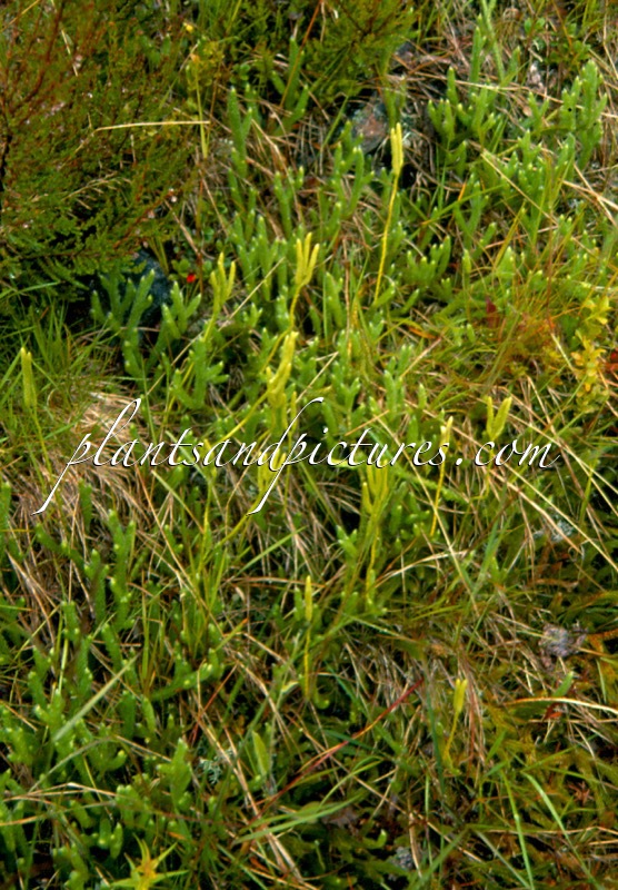 Lycopodium clavatum