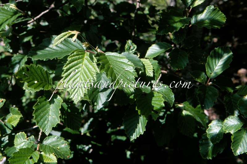 Alnus incana