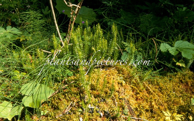 Lycopodium clavatum