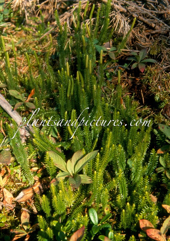 Lycopodium annotinum
