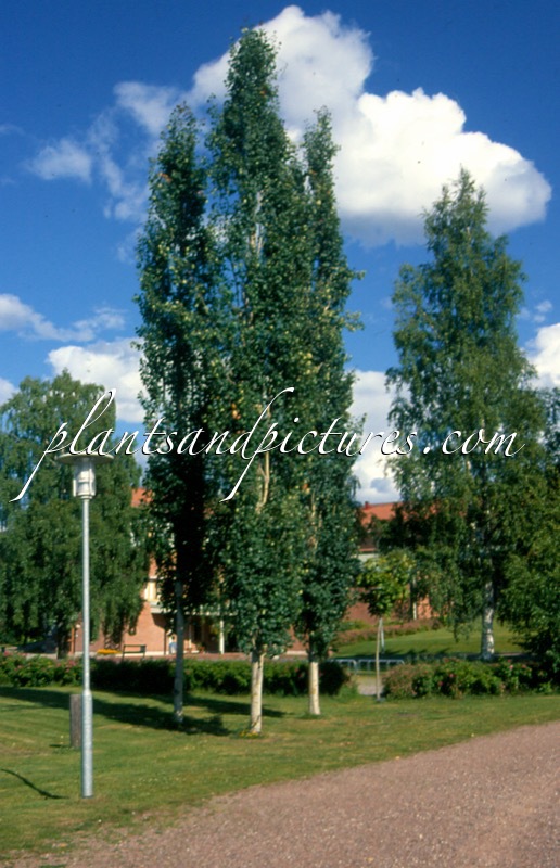 Populus tremula ‘Erecta’