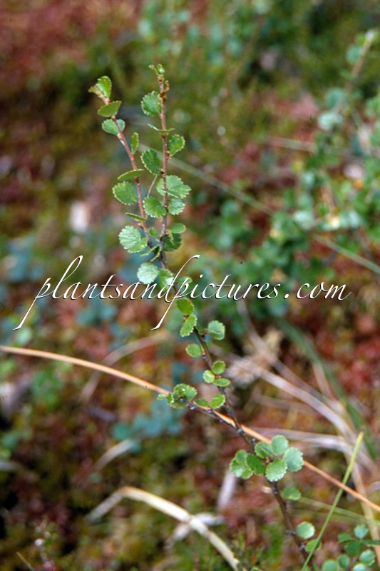 Betula nana