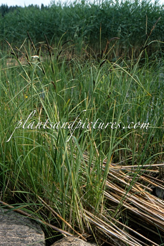 Carex acuta