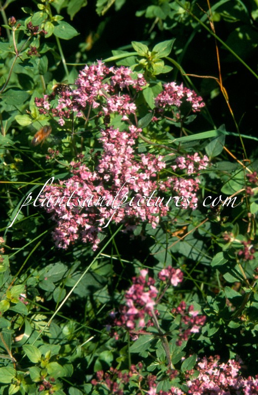 Origanum vulgare