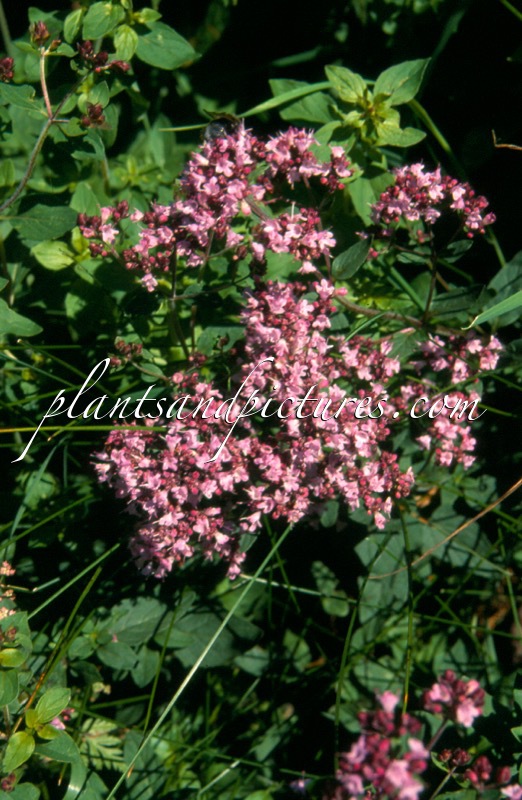 Origanum vulgare