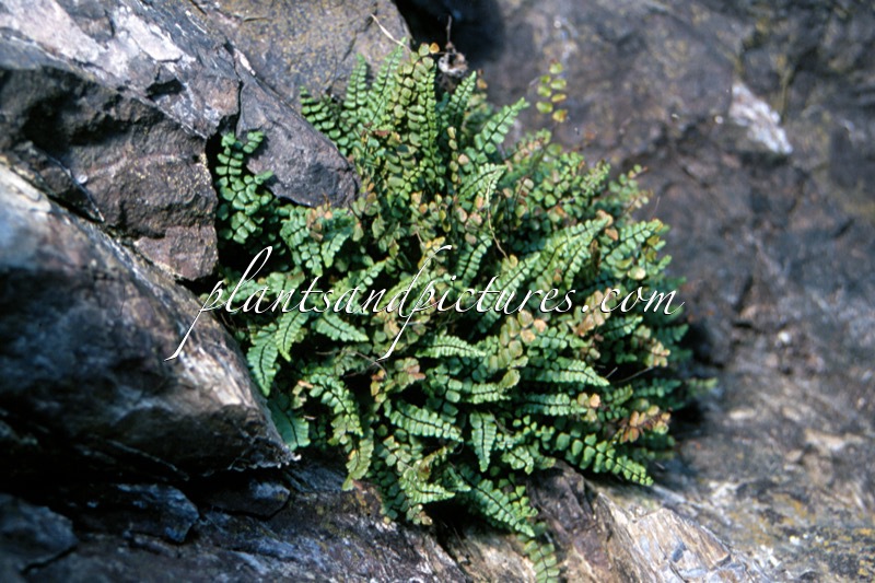 Asplenium trichomanes