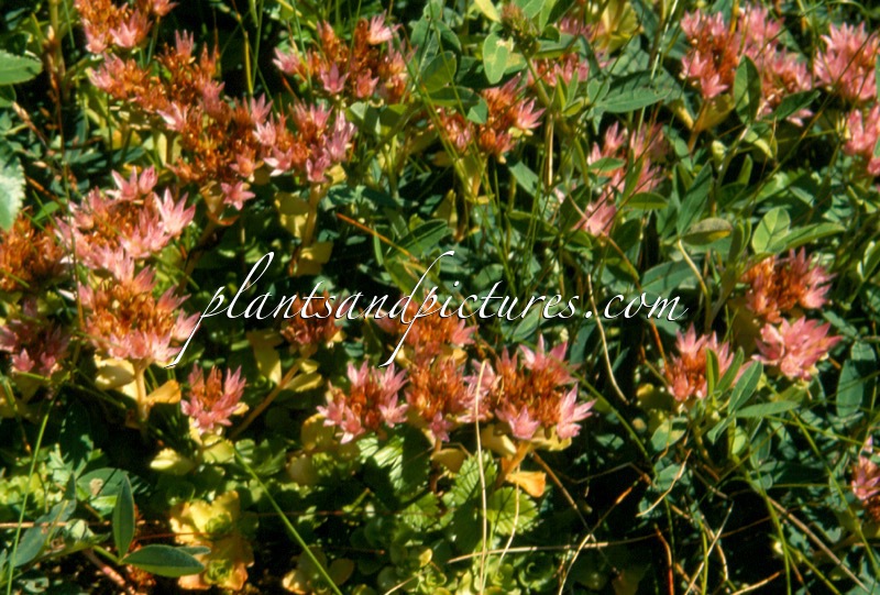 Sedum spurium
