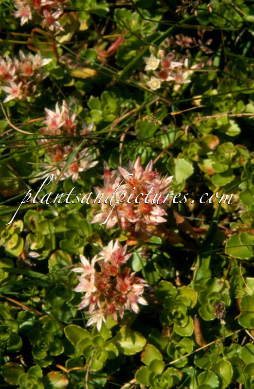 Sedum spurium