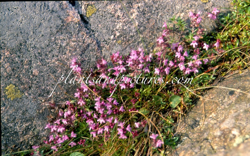 Thymus serpyllum