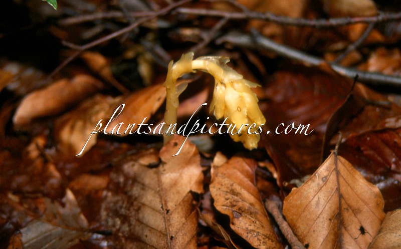 Monotropa hypopitys