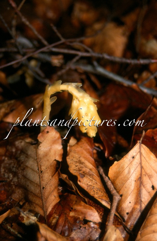 Monotropa hypopitys