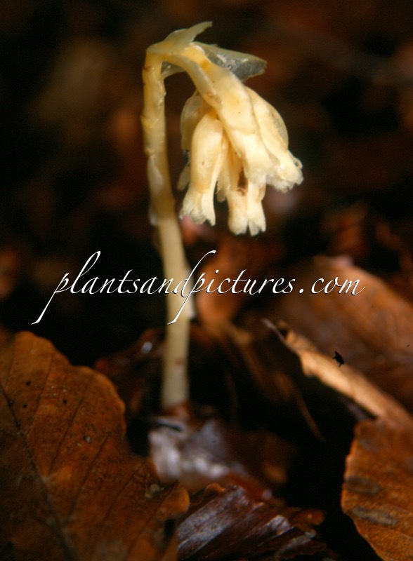 Monotropa hypopitys