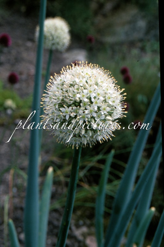Allium psekemense