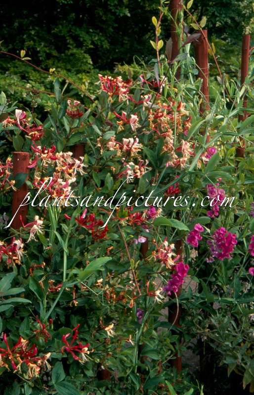 Lonicera periclymenum ‘Serotina’