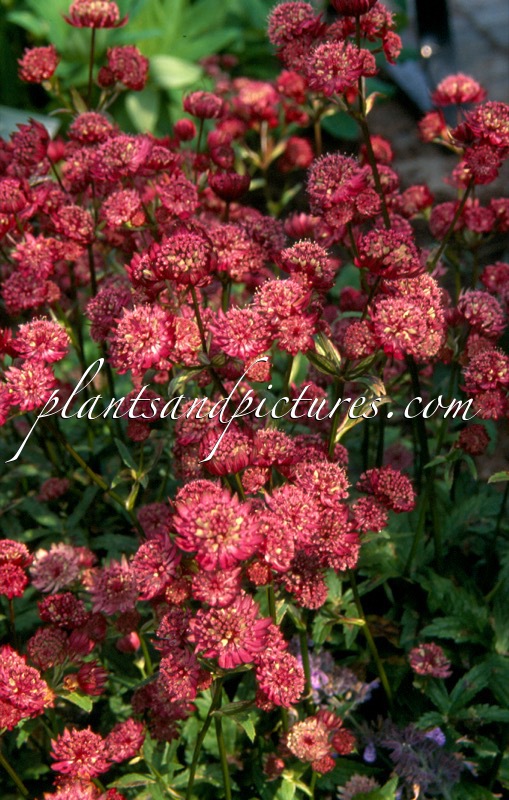 Astrantia carniolica ‘Rubra’