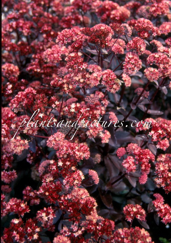 Sedum telephium ‘Bon Bon’