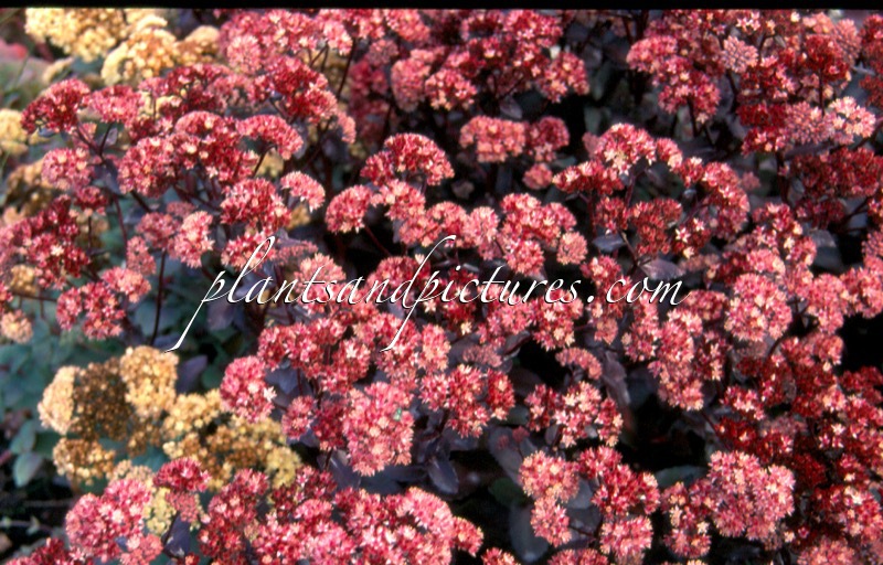 Sedum telephium ‘Bon Bon’