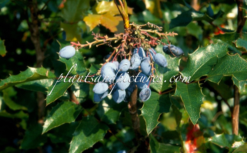 Mahonia aquifolium ‘Golden Pride’