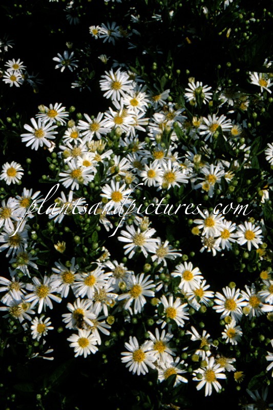 Aster ageratoides ‘Starshine’