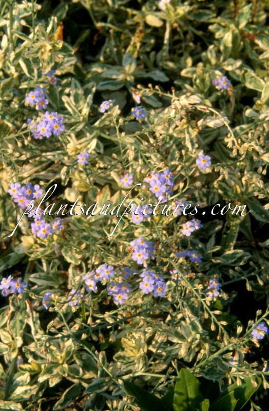 Myosotis palustris ‘Unforgettable’