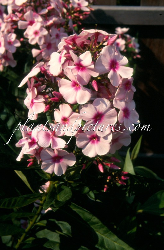 Phlox ‘Bright Eyes’