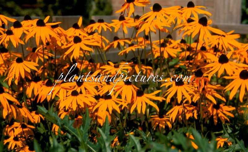 Rudbeckia fulgida ‘Goldsturm’