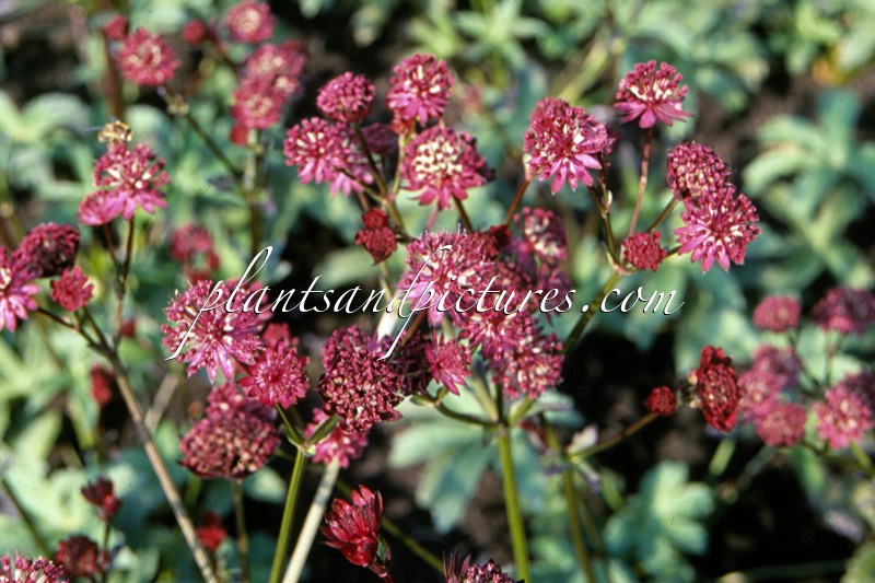 Astrantia major ‘Dark Shiny Eyes’