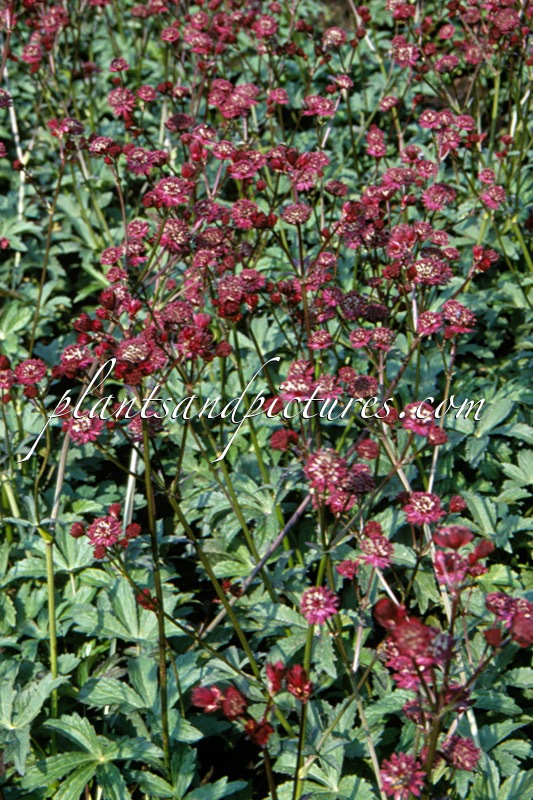 Astrantia major ‘Dark Shiny Eyes’