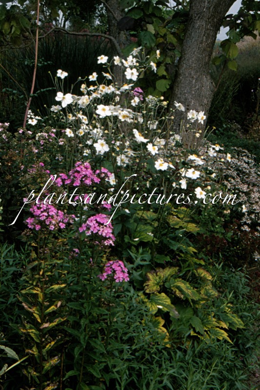 Anemone hybrida ‘Honorine Jobert’