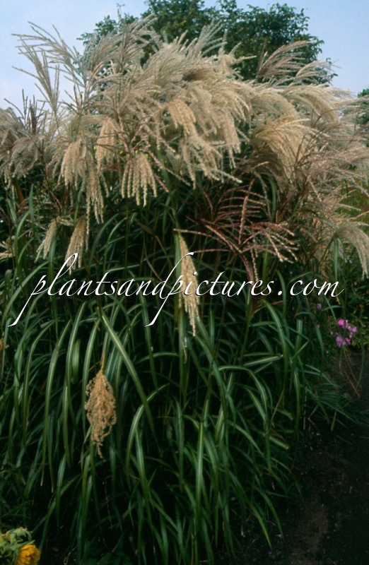 Miscanthus sinensis ‘Gewitterwolke’