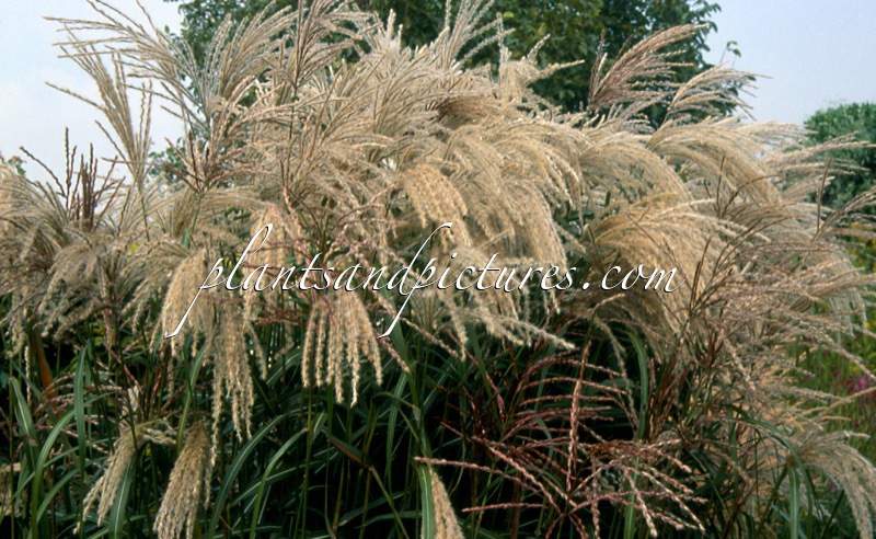 Miscanthus sinensis ‘Gewitterwolke’