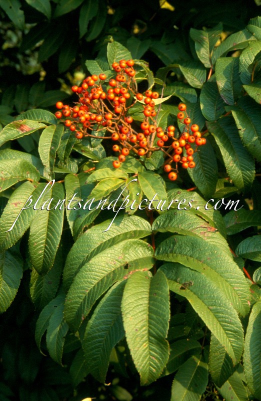 Sorbus sargentiana