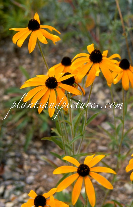 Rudbeckia missouriensis