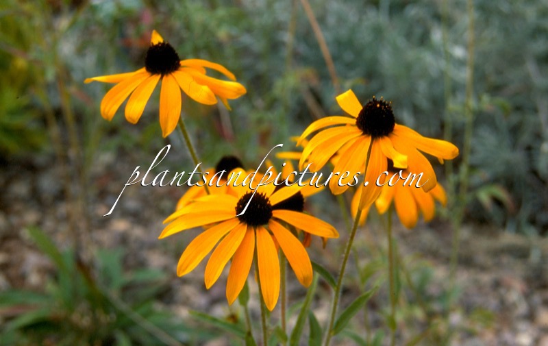 Rudbeckia missouriensis