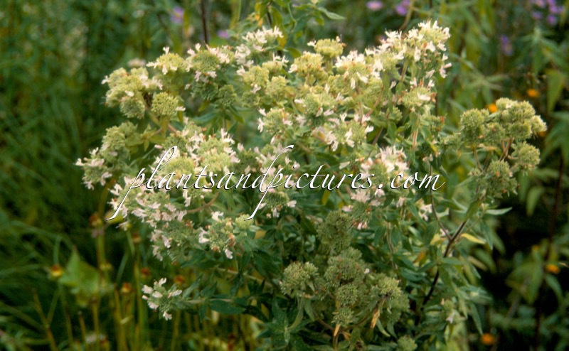 Pycnanthemum pilosum