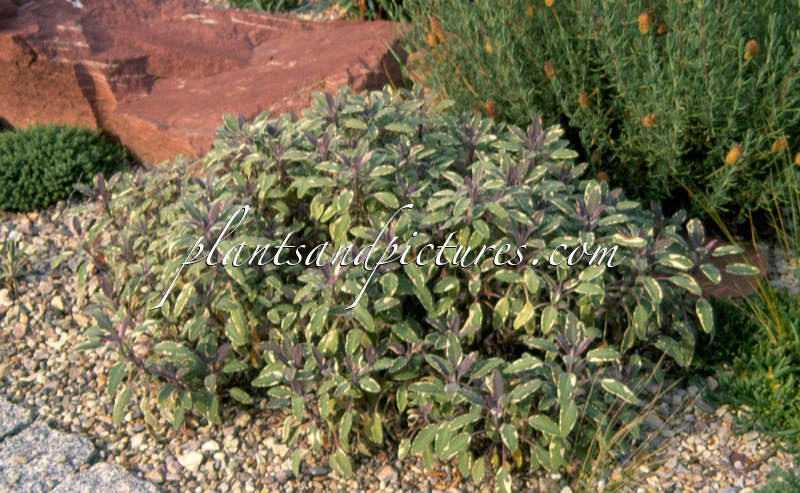 Salvia officinalis ‘Tricolor’