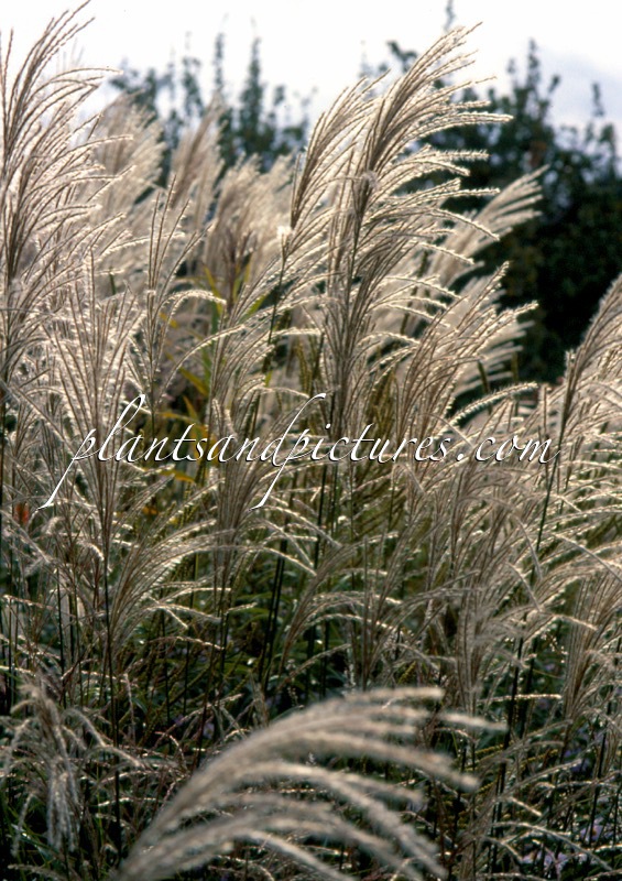 Miscanthus sinensis ‘Gracillimus’