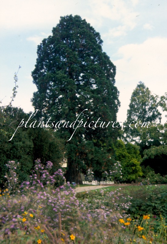 Sequoiadendron giganteum