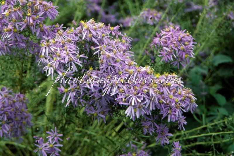 Aster sedifolius