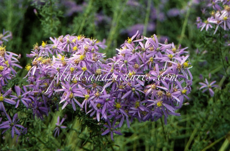 Aster sedifolius