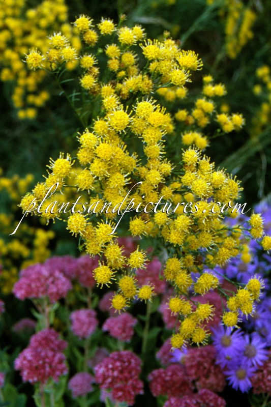Aster linosyris