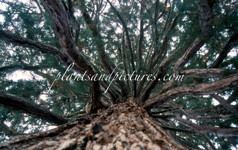 Sequoiadendron giganteum