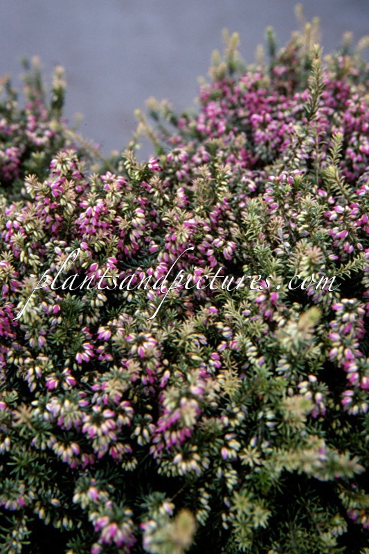 Erica carnea ‘Silver Glow’