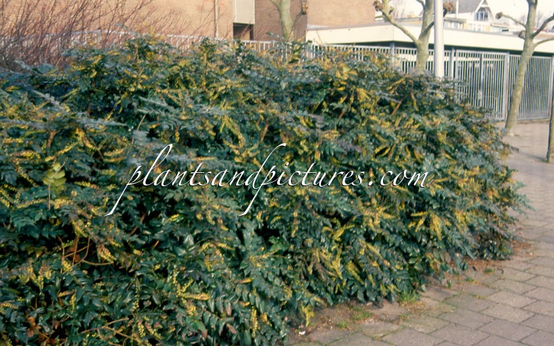 Mahonia japonica ‘Hivernant’