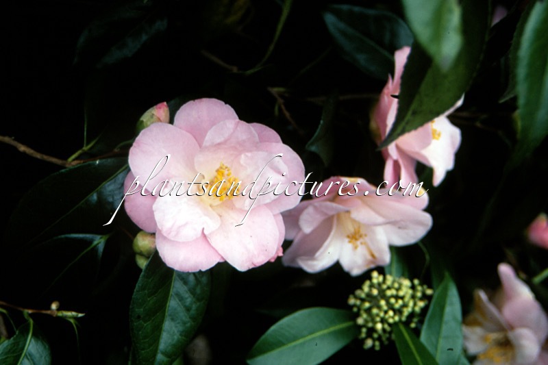 Camellia japonica ‘Berenice Boddy’