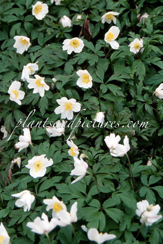 Anemone nemorosa