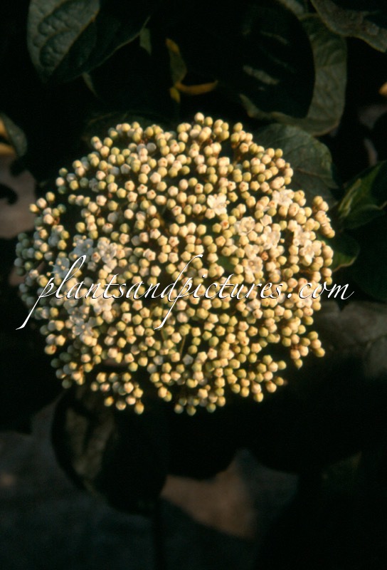 Viburnum rigidum