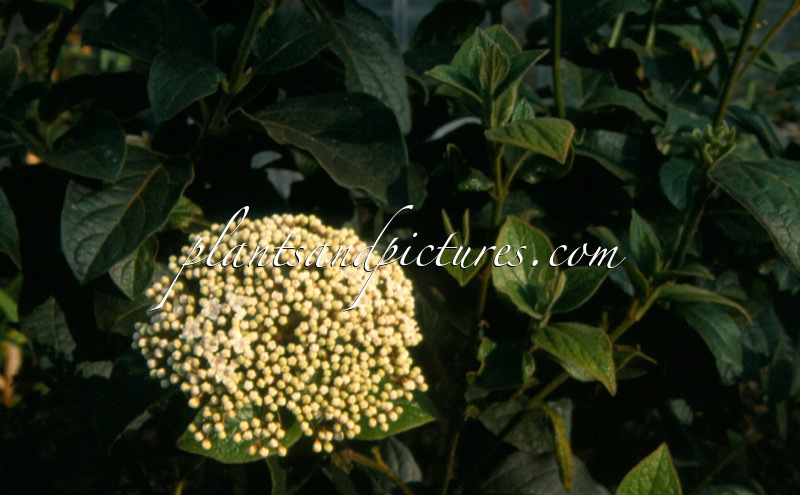 Viburnum rigidum